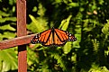 Picture Title - Monarch Butterfly