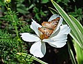 Picture Title - Common Buckeye