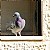 Rock Pigeon 