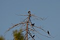 Picture Title - Osprey & Friends