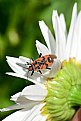 Picture Title - macro 19