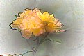 Picture Title - Yellow Roses