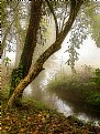 Picture Title - Autumn Mist