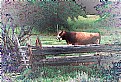 Picture Title - Cow in Pen