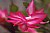 Christmas Cactus Blossom