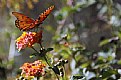 Picture Title - Fall butterfly