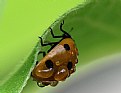 Picture Title - ladybug with dewdrops