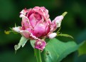 Picture Title - Rosebud In The Rough