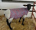 Picture Title - Sheep Clothing
