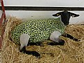 Picture Title - Lamb Coat