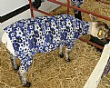 Picture Title - Sheep Coat