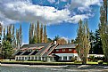 Picture Title - Poplar Trees