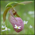 Picture Title - Lady Slipper