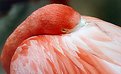 Picture Title - Flamingo