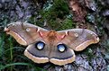 Picture Title - Polyphemus Moth