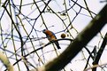 Picture Title - Curious Bird