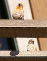 Picture Title - Papa & Mama House Finch Hangin' Out...