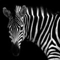 Picture Title - The Dark Side of Animals - Zebra