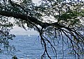 Picture Title - Trees & Lake