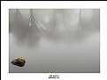 Picture Title - Fog Watch