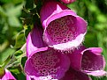 Picture Title - Fox Glove Flower