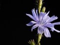 Picture Title - Chicory Charm