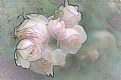 Picture Title - Baby Pink Roses