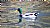 Wood Duck