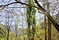 Picture Title - Trees & Mountains