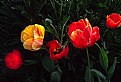 Colorful Tulips