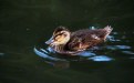 Picture Title - Baby Duck