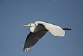 High flying snow egret