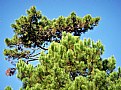 Picture Title - Trees & Blue Sky