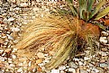 Picture Title - Decorative Grass