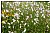 whiteflower meadow