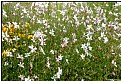 Picture Title - whiteflower meadow