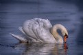 Picture Title - Swan