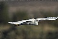 Sky cruising with a Snow Egret