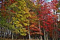 Picture Title - rainbow woods 