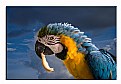Picture Title - Macaw having breakfast