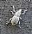 White Weevil