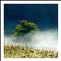 Picture Title - **A simple Tree  II**