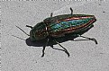 Picture Title - Buprestid