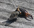 Picture Title - Earwig and the Fly