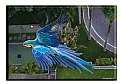Picture Title - macaw flying around my apartment