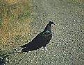 Picture Title - Turkey Vulture