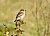 Siberian stonechat