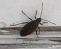Picture Title - Box Elder Bug