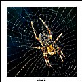 Picture Title - Webmaster