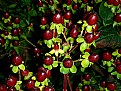 Picture Title - Strange Looking Seed Pods